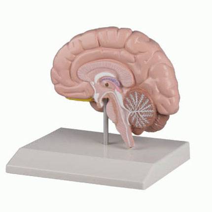 Beyin Modeli - Sağ Beyin 