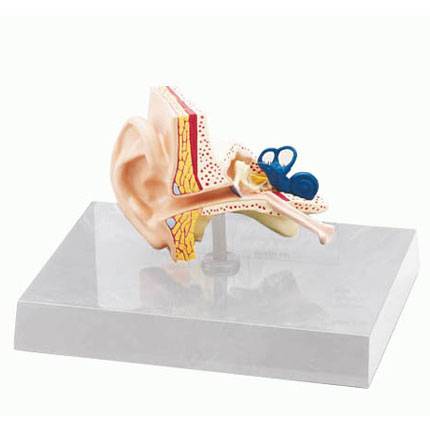 Kulak Modeli - Doğal Boyutunda 